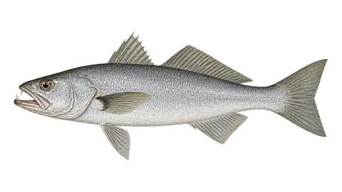 Illustration of Sand weakfish