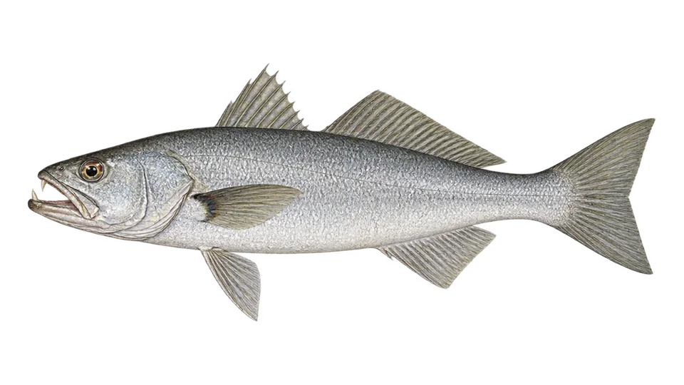 Scientific illustration of Sand weakfish