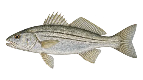 Illustration of Steeplined drum