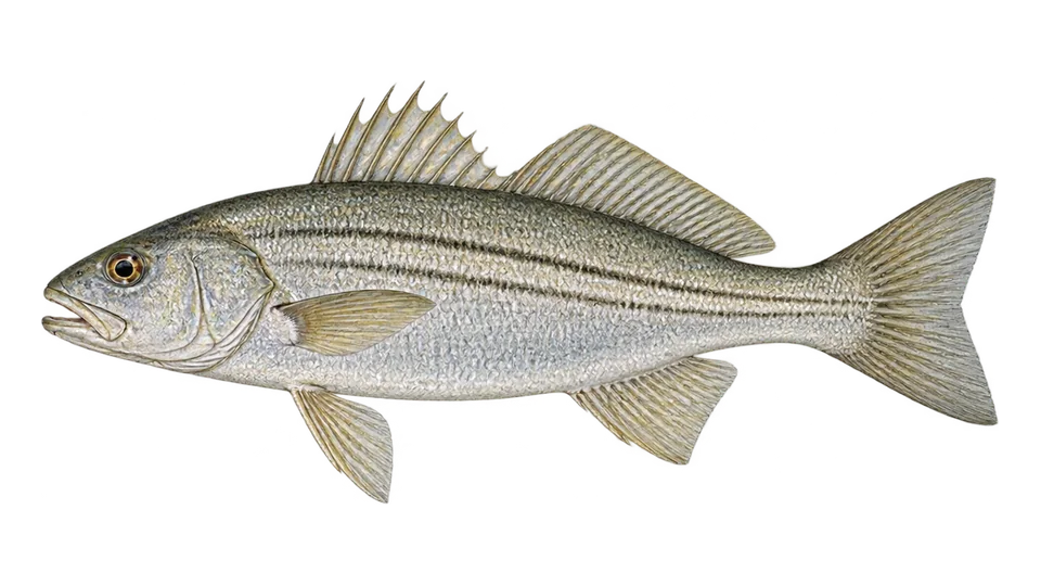 Scientific illustration of Steeplined drum