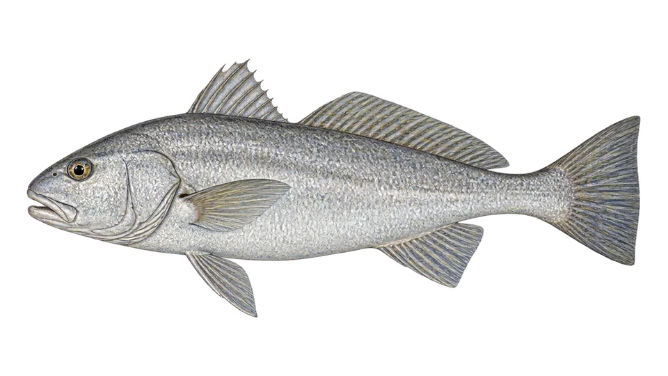 Scientific illustration of Deep-water drum