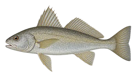 Illustration of Tallfin croaker