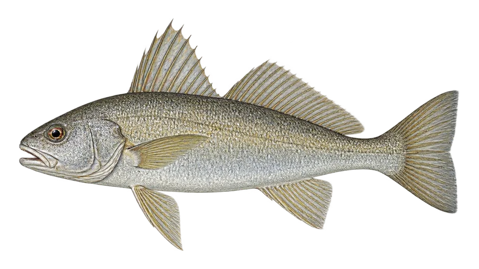 Ilustración científica de Corvina berrugata