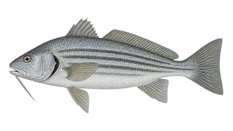 Illustration of Longfin drum