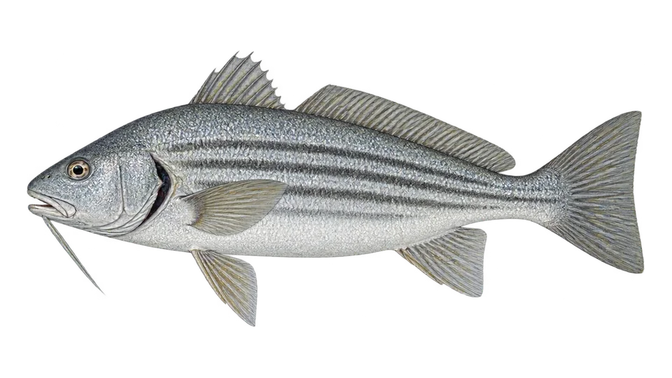 Scientific illustration of Longfin drum