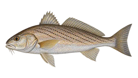 Ilustración de Roncadina