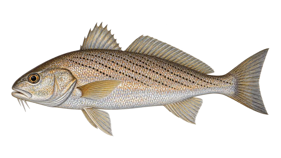 Scientific illustration of Atlantic croaker