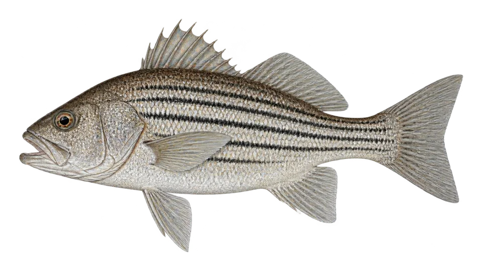 Scientific illustration of Pacific drum