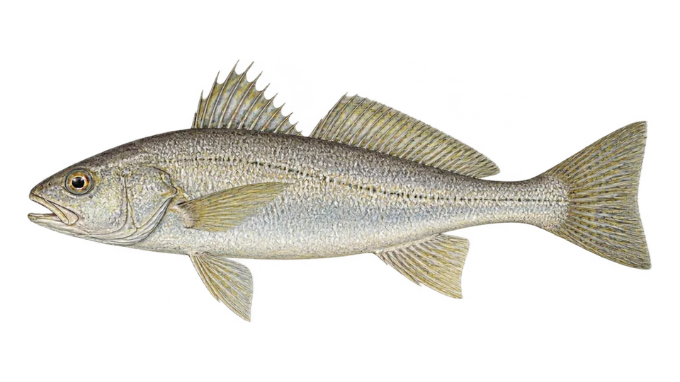 Scientific illustration of Swordspine croaker