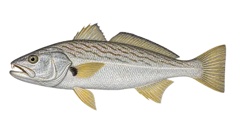 Ilustración de Corvina rayada