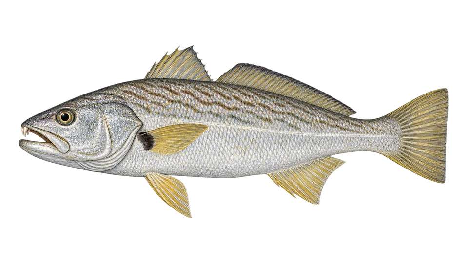 Scientific illustration of Striped corvina