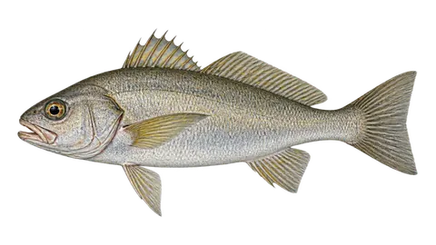 Ilustración de Corvina ojona