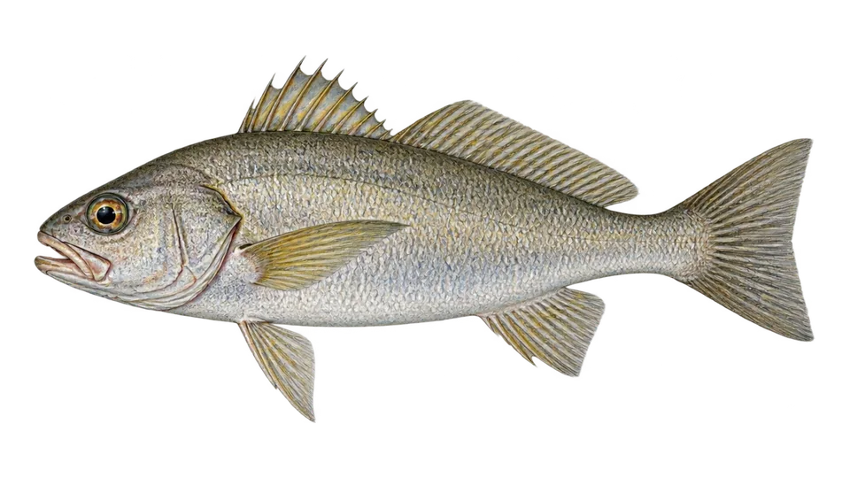 Scientific illustration of Vacuocua croaker