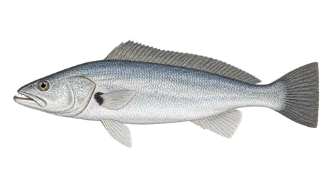 Illustration of Cachema weakfish