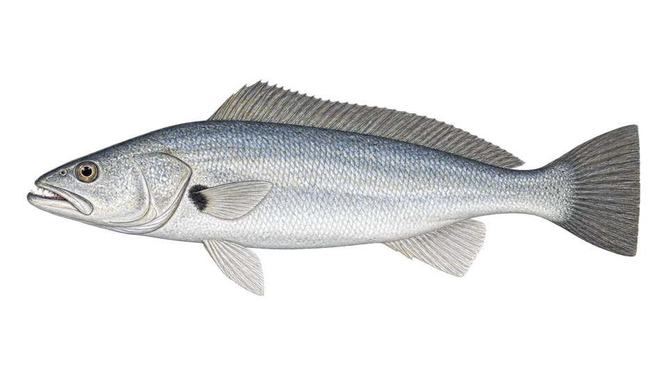 Ilustración científica de Corvina picuda