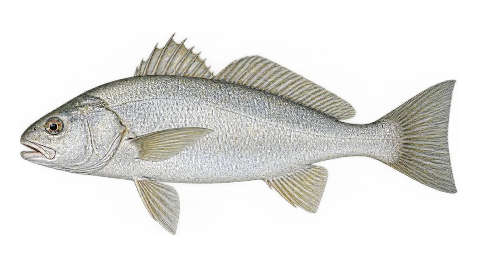 Ilustración científica de Corvina chata