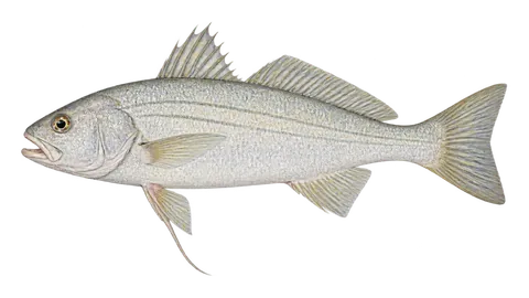 Ilustración de Corvineta blanca
