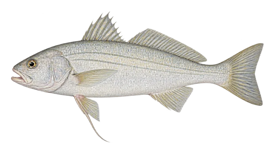 Scientific illustration of White croaker