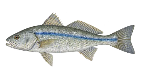 Ilustración de Corvineta gurrubata