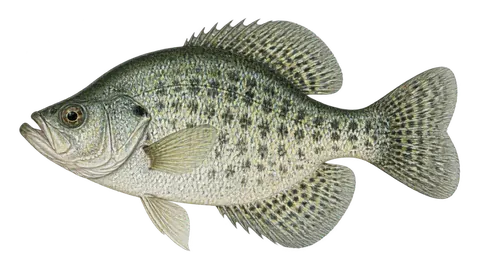 Illustration of White crappie
