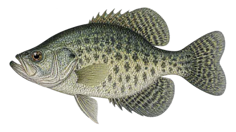 Ilustración de Mojarra negra