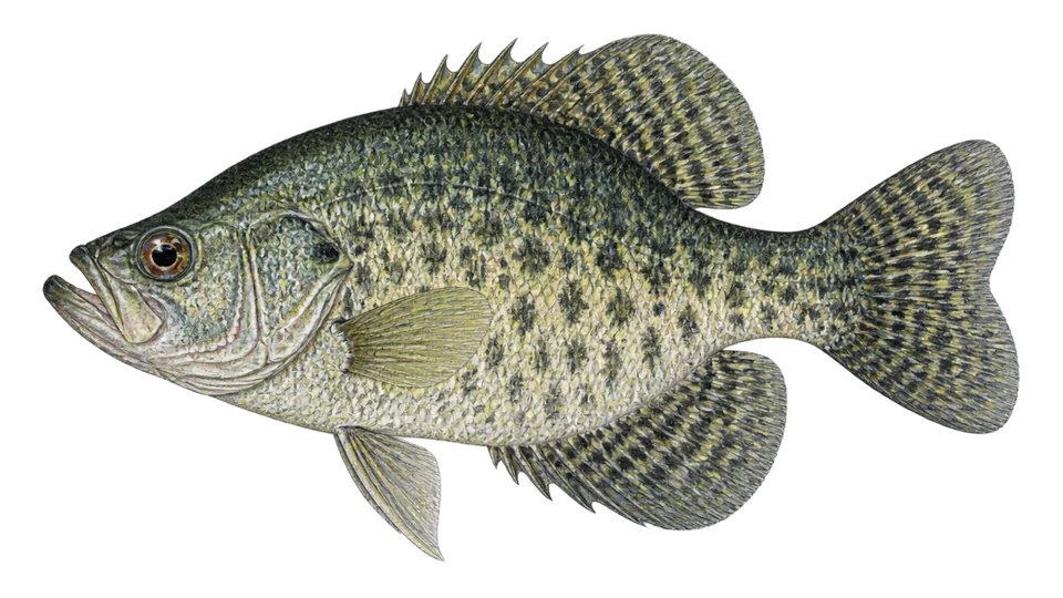 Scientific illustration of Black crappie
