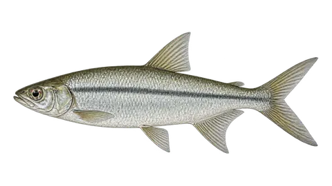 Illustration of Cruzeiro-do-sul