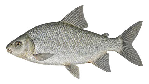 Illustration of Bocachico