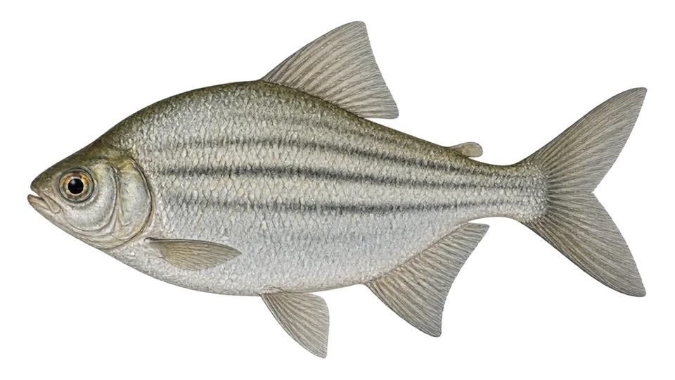Scientific illustration of Curimatã-listrada