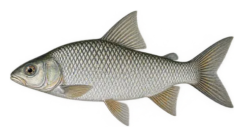 Ilustración de Bocachico del Maracaibo