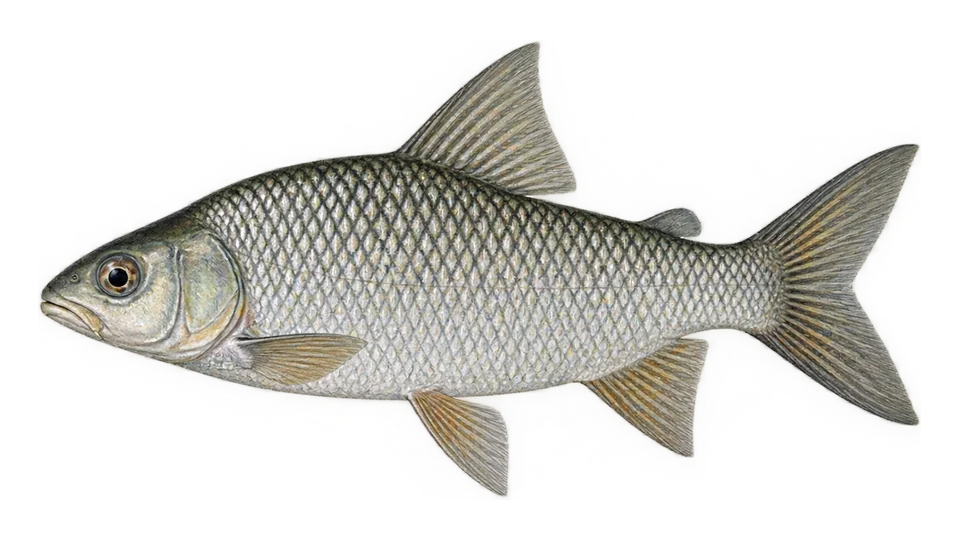 Scientific illustration of Netted prochilod