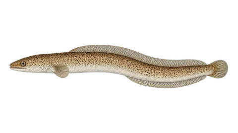Illustration of Speckled worm-eel
