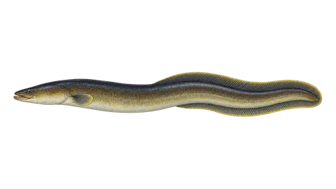 Illustration of American eel