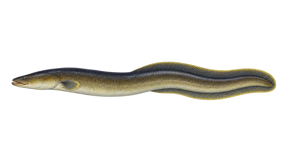 Scientific illustration of American eel