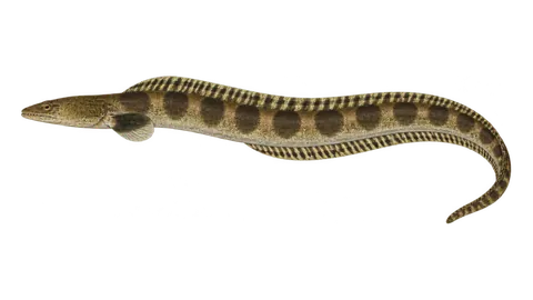 Illustration of King snake eel