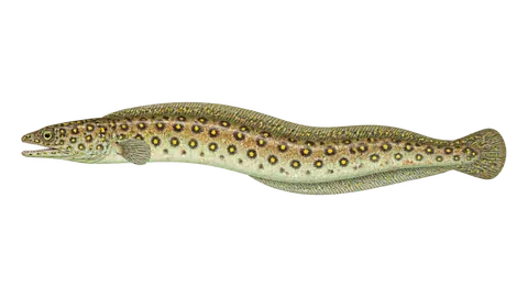 Ilustración de Safio ocelado
