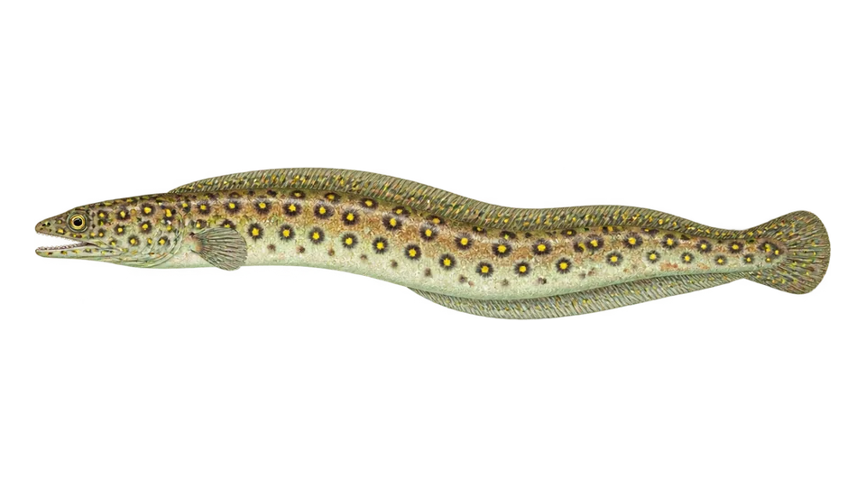 Scientific illustration of Goldspotted eel