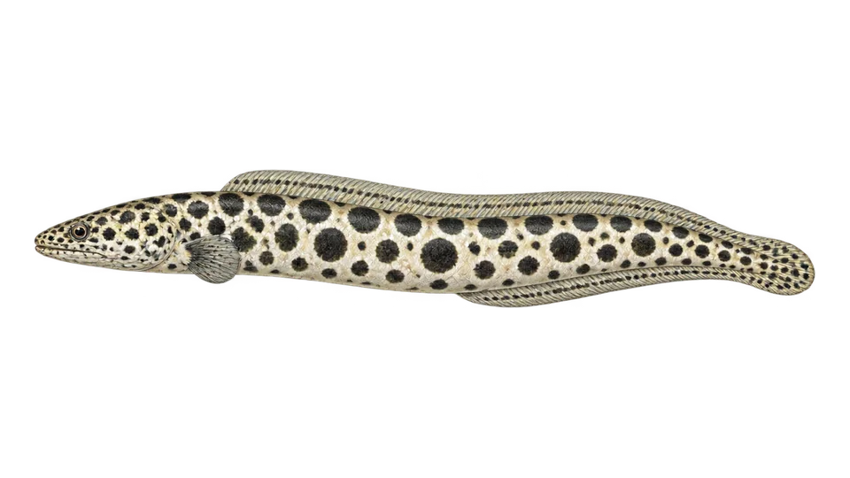 Scientific illustration of Tiger snake eel
