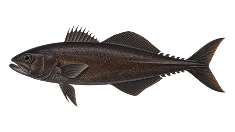 Ilustración de Escolar negro