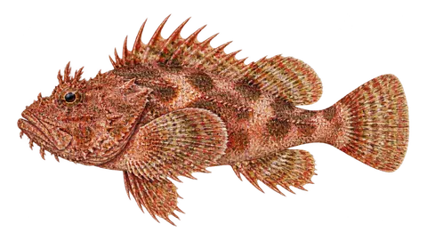 Ilustración de Escorpión sapo