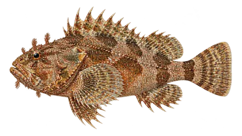 Ilustración de Escorpión californiano