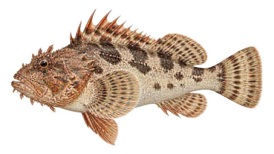 Scientific illustration of Spotback scorpionfish