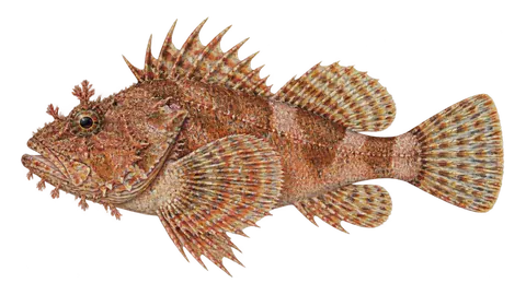 Ilustración de Escorpión de Sonora