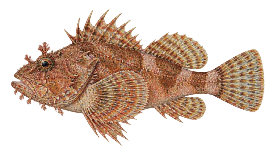 Ilustración científica de Escorpión de Sonora