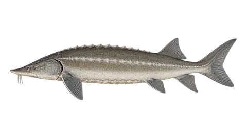 Ilustración de Esturión blanco