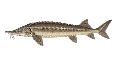Ilustración de Esturión siberiano