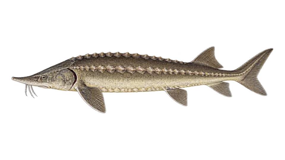 Scientific illustration of Siberian sturgeon