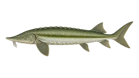 Ilustración de Esturión verde