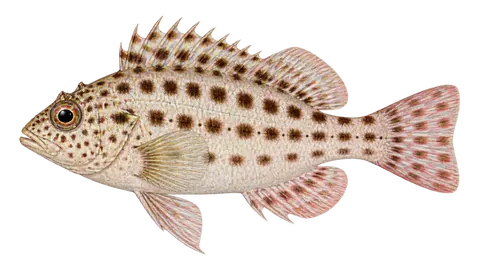 Ilustración de Halcón de coral