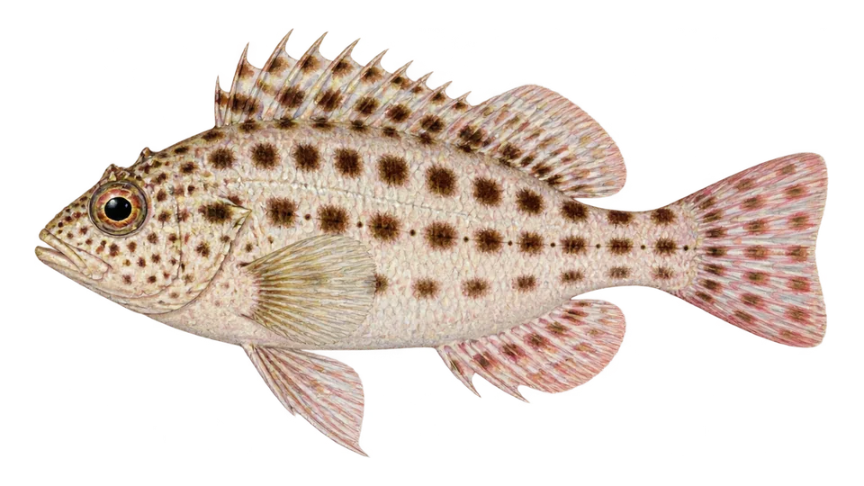 Ilustración científica de Halcón de coral